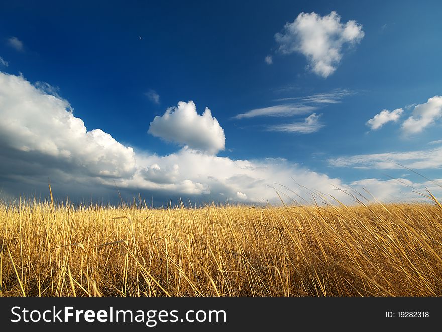 Yellow meadow. Composition of nature.