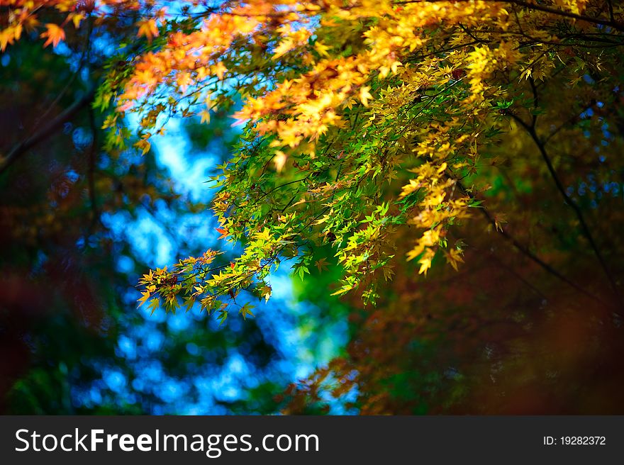 Japanese maple autumn, changing color from green to yellow. photo was taken around Arashiyama Kyoto. Japanese maple autumn, changing color from green to yellow. photo was taken around Arashiyama Kyoto