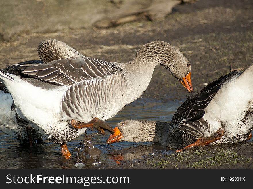 Fighting geese in a muddy pool at a farm. Fighting geese in a muddy pool at a farm