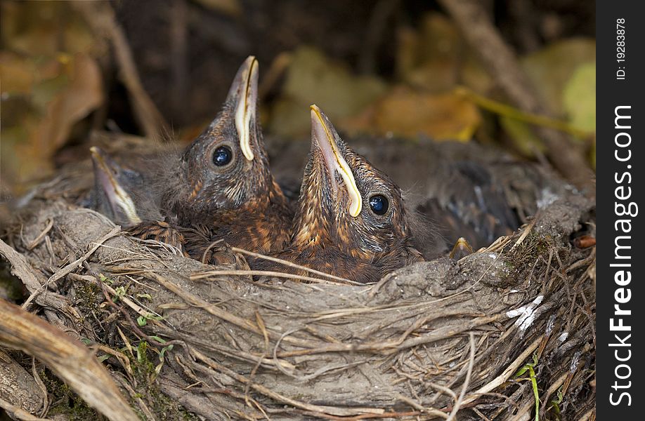 Bird nest with young birds - Eurasian Blackbird