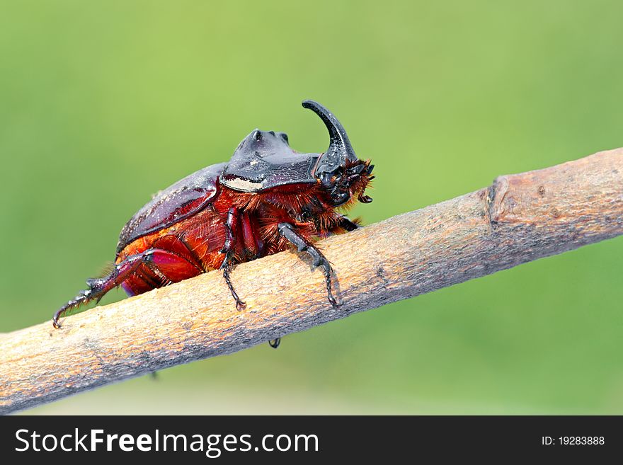 European rhinoceros beetle in the wild