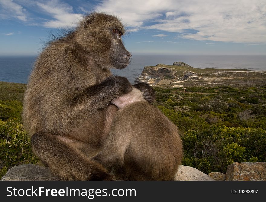 Monkeys on the Cape of Good hope, Cape Town
