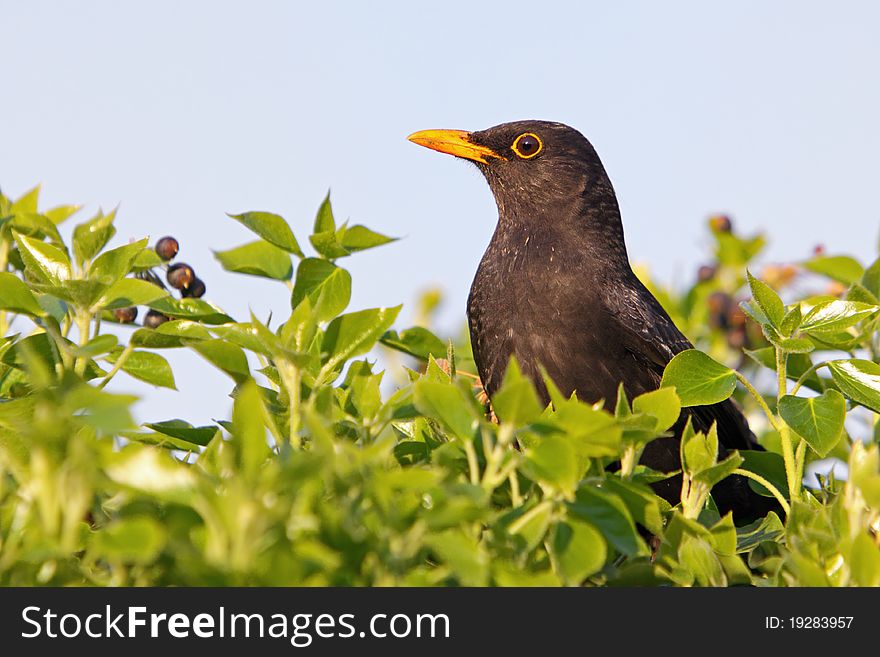 Eurasian Blackbird - male, Turdus merula. Eurasian Blackbird - male, Turdus merula