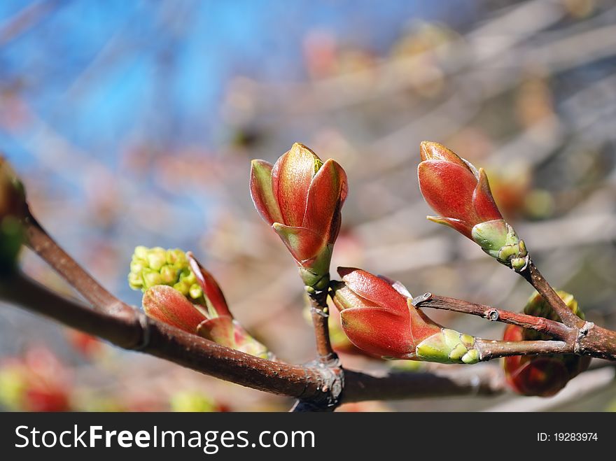 Red and green fresh buds on branch of tree in spring day