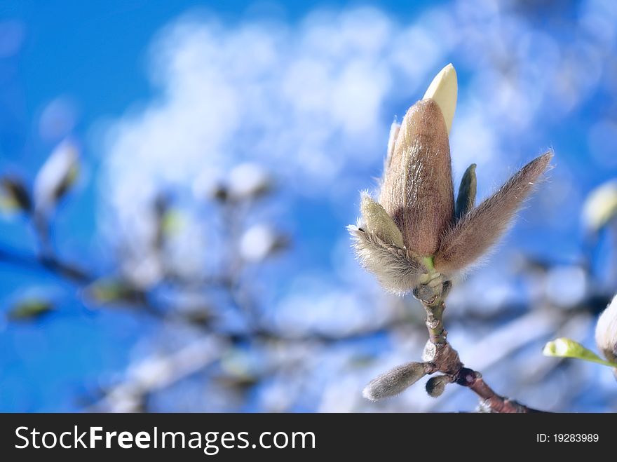 Fluffy magnolia flower and bud on blue sky background