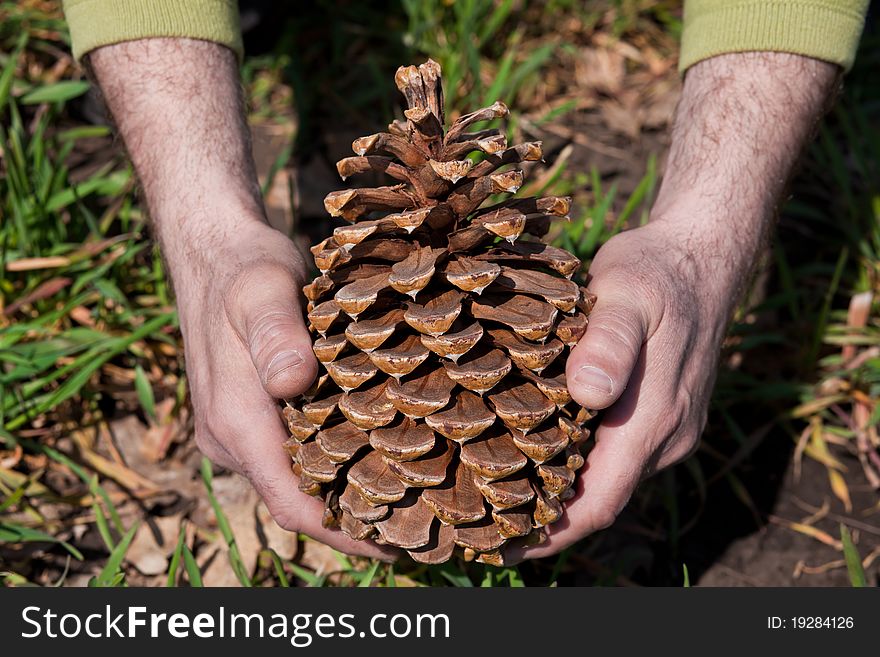 Huge pine cone in hands. Huge pine cone in hands