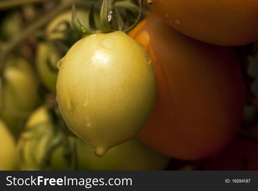 Unripe green tomato in a garden