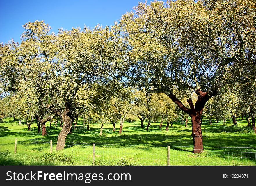 Oak trees in mediterranic forest. Oak trees in mediterranic forest.