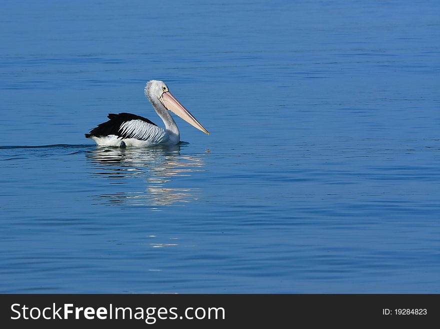 One pelican bird wading on still blue ocean. One pelican bird wading on still blue ocean.
