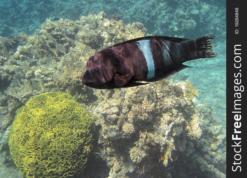 Scientific name: Cheilinus undulatus Common name: Napoleon Wrasses are also known as Napoleon fish, Maori wrasse,. Scientific name: Cheilinus undulatus Common name: Napoleon Wrasses are also known as Napoleon fish, Maori wrasse,