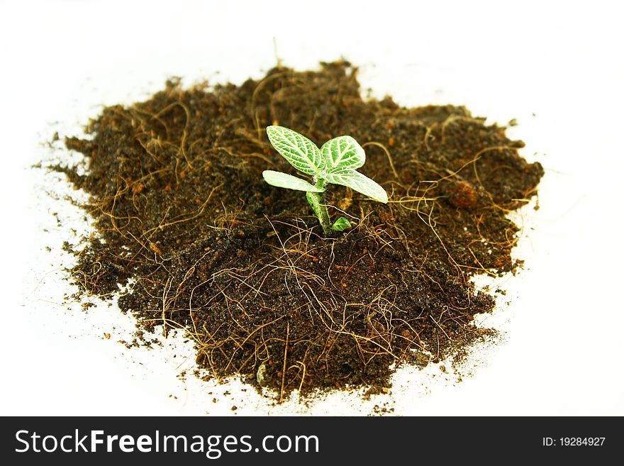 A little dichidia ovata tree in soil. A little dichidia ovata tree in soil