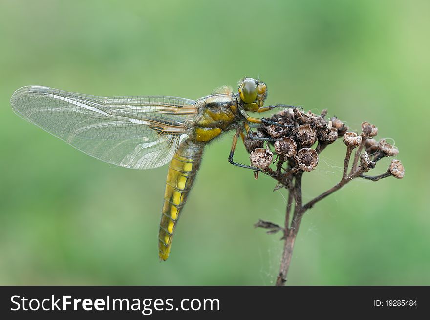 A young dragonfly in the nature