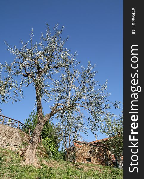 An olive tree in a sunny day