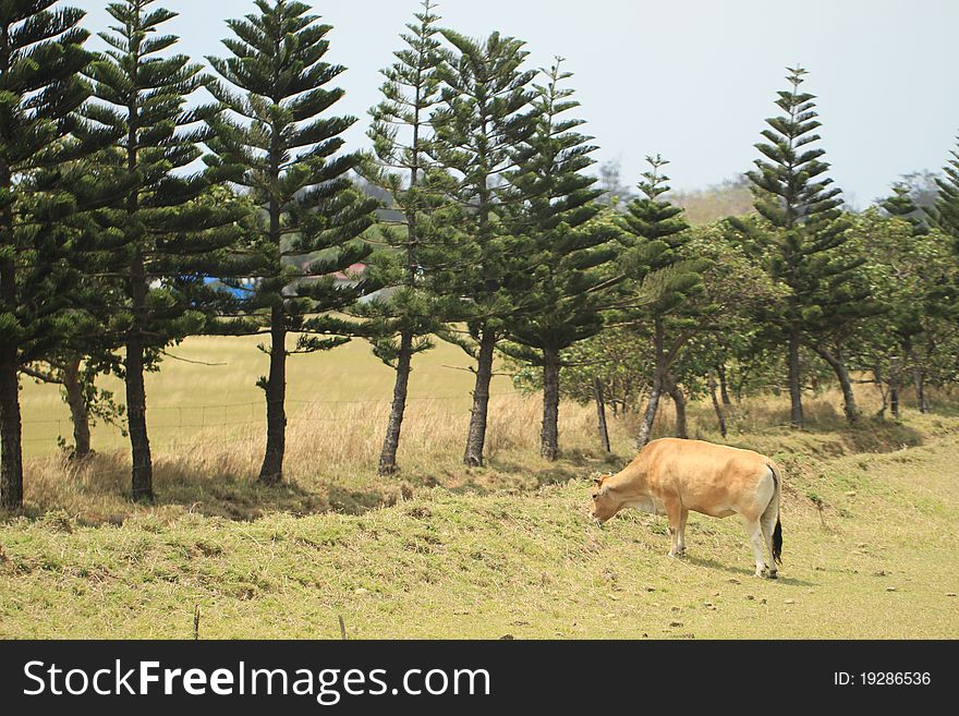 Cattle In Yards