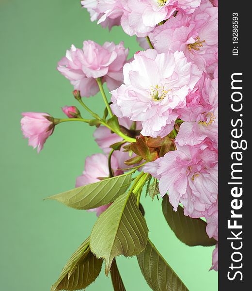 Pink flowers and leaves of blossoming wild cherry tree in spring time on green background. Pink flowers and leaves of blossoming wild cherry tree in spring time on green background.