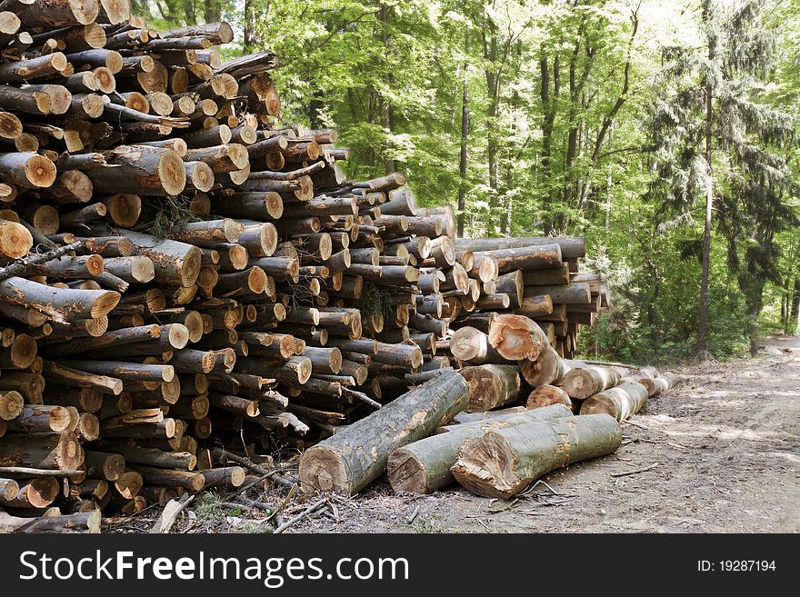 Stack of cut tree trunks lying in mixed forest. Stack of cut tree trunks lying in mixed forest.