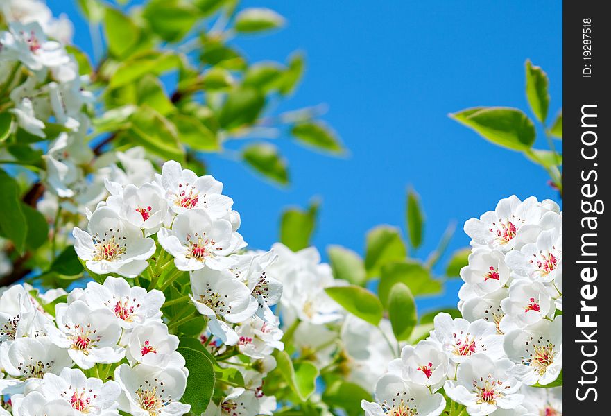 Apple bloom on blue sky