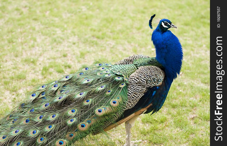 A profile of a peacock against a grassy background. A profile of a peacock against a grassy background.