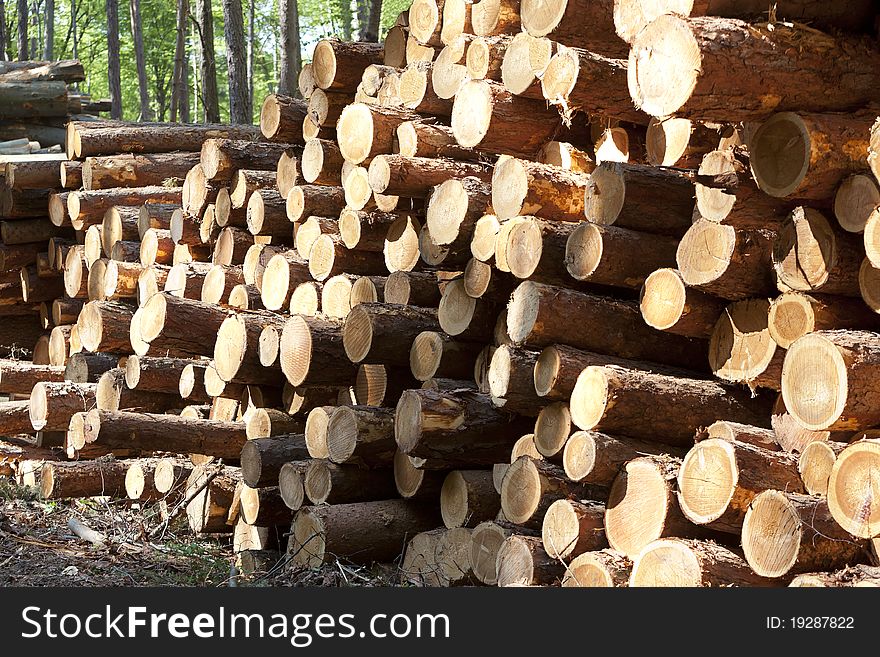 Stack of cut tree trunks lying in forest in summer time. Stack of cut tree trunks lying in forest in summer time.