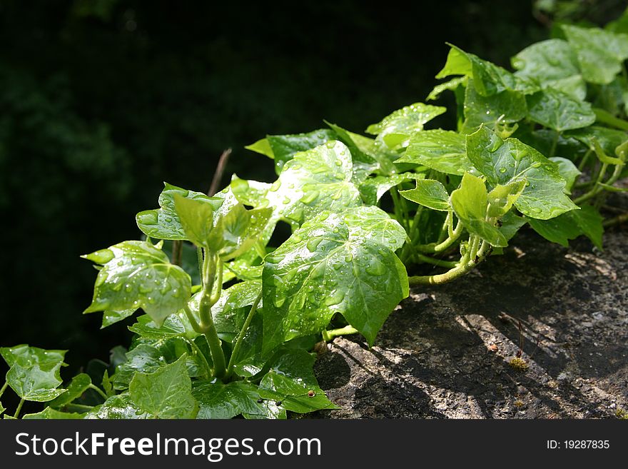 Ivy Leaves