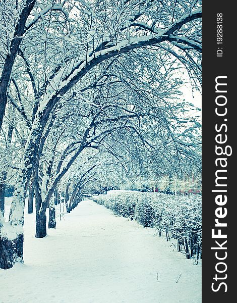 Scenic winter trees and path covered in snow. Scenic winter trees and path covered in snow.