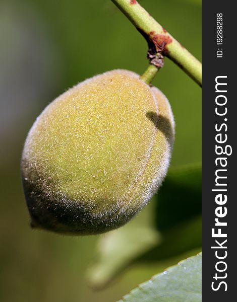 Closeup shot of unripe green apricot fruit.