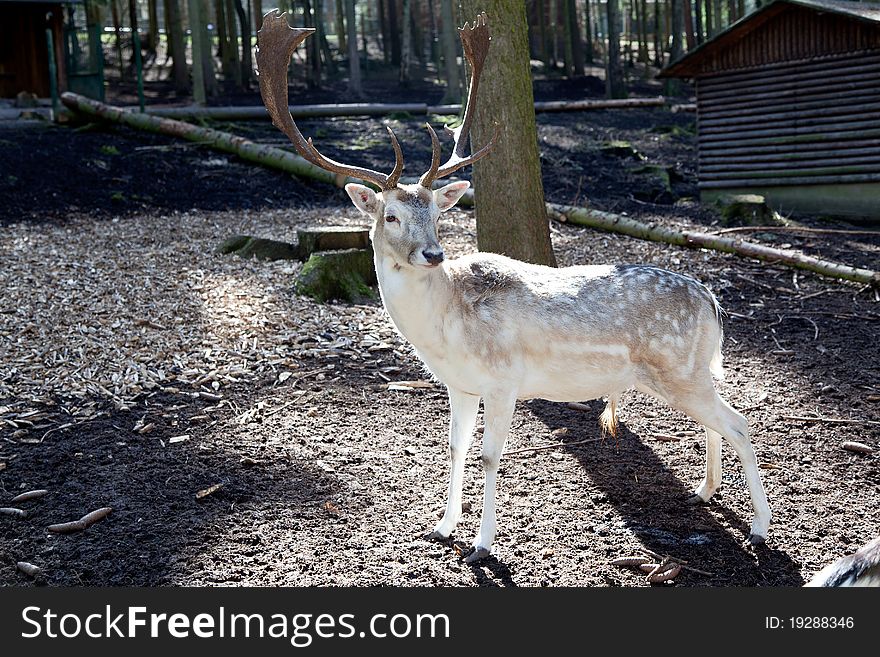 One deer in the spring forest