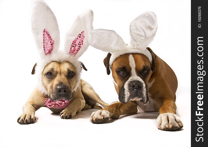 A boxer and boxer mix dressed as bunnies. A boxer and boxer mix dressed as bunnies.