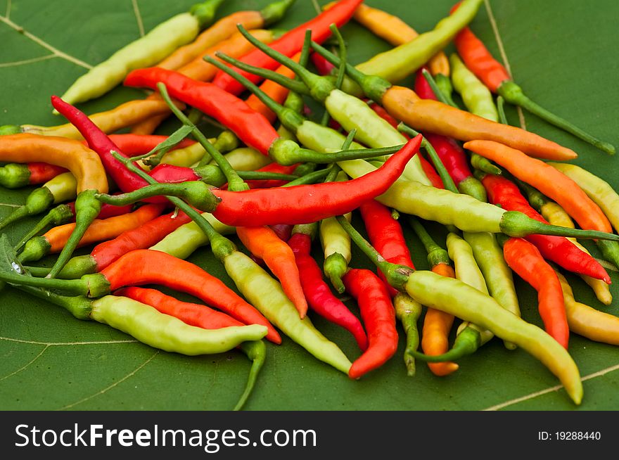 Red hot chilis on the leaf