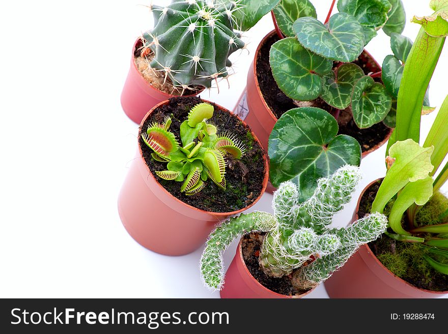 Potted plants on a white background. Sarracenia, Venus Flytrap, cactus, cyclamen