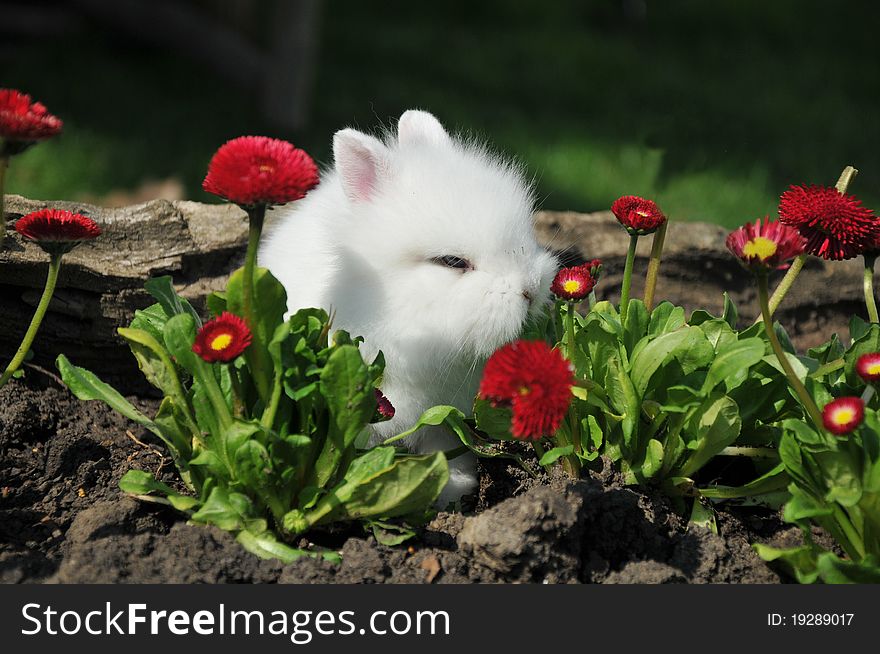 Cute white dwarf rabbit with flowers