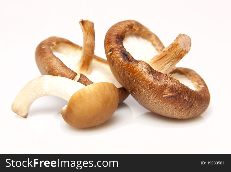 Three different types of mushrooms on a white background. Three different types of mushrooms on a white background.