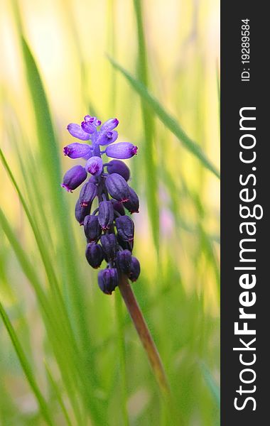 Beauty muscari neglect-um  close up. Beauty muscari neglect-um  close up