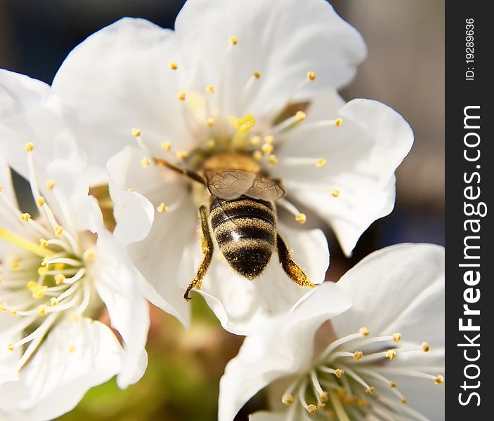Wasp collecting pollen from cherry blossom. Wasp collecting pollen from cherry blossom