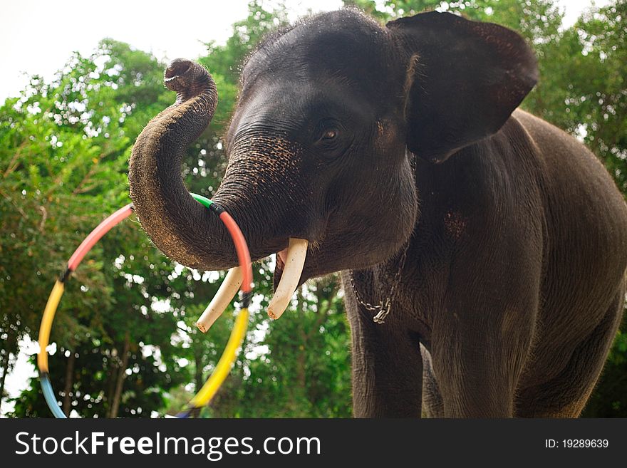 Elephant's head showing depigmentation.