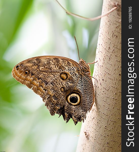 Butterfly in captivity at a zoo. Butterfly in captivity at a zoo