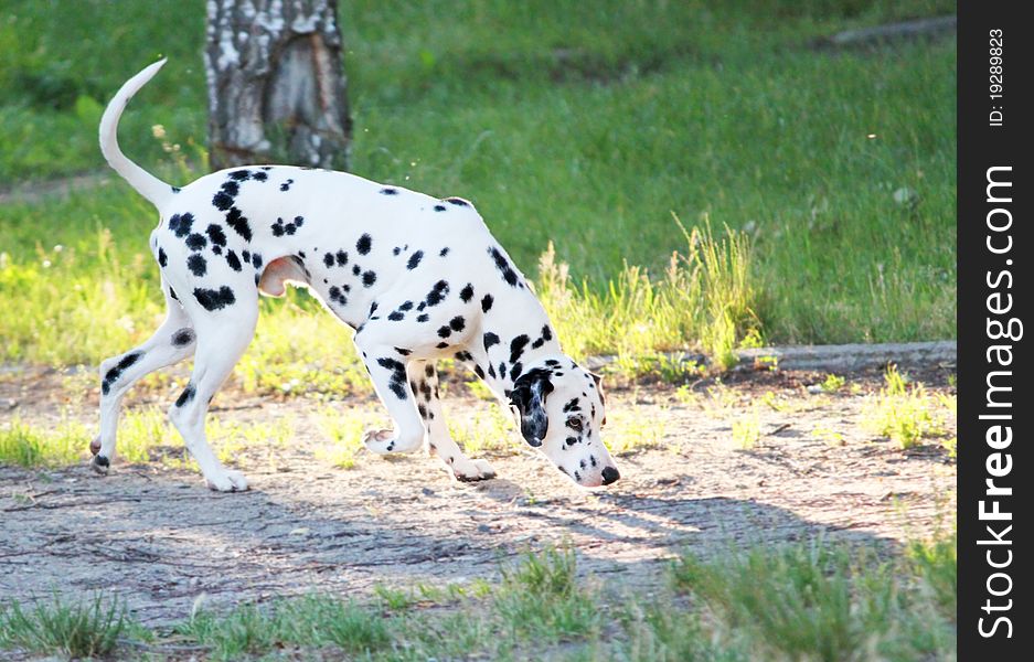 Young is dog, species Dalmatian on nature