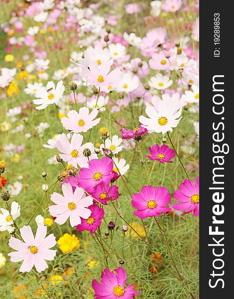 The bright summer field flowers / Cosmos, kosmeya