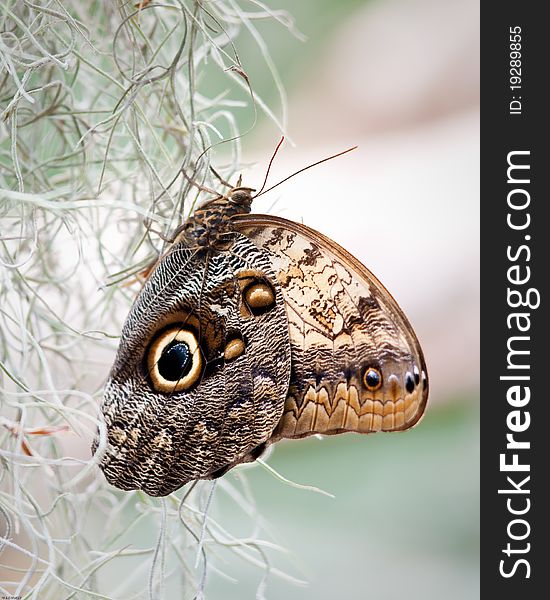 Giant owl Butterfly in captivity