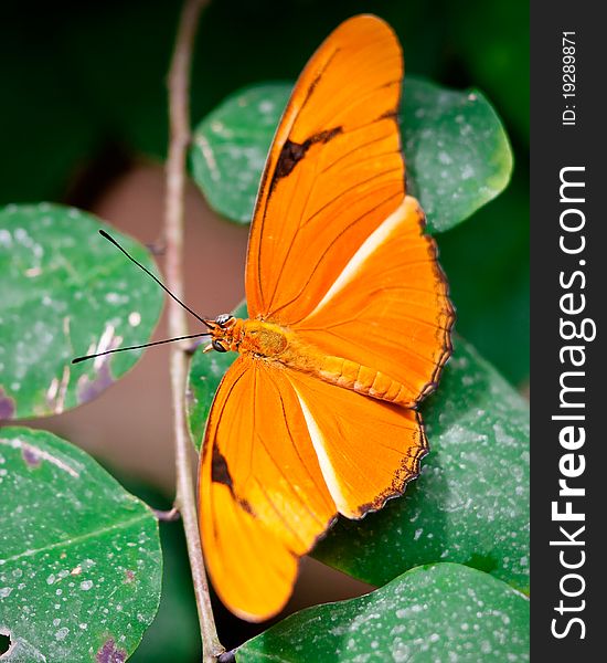 Butterfly in captivity at a zoo. Butterfly in captivity at a zoo