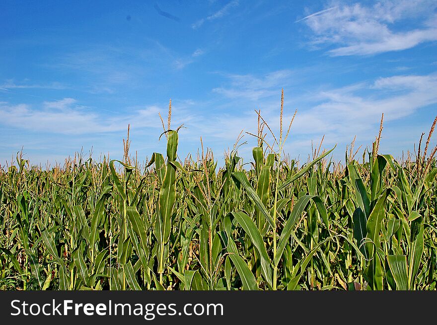 Color photography of green maize or corn field with blue sky in the background. Color photography of green maize or corn field with blue sky in the background