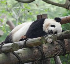 Giant Panda Royalty Free Stock Photography