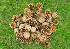 Fir Cones Royalty Free Stock Images Fir Cones Royalty Free Stock Images