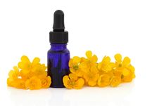 Buttercup Flower Remedy Royalty Free Stock Image Buttercup Flower Remedy Royalty Free Stock Image