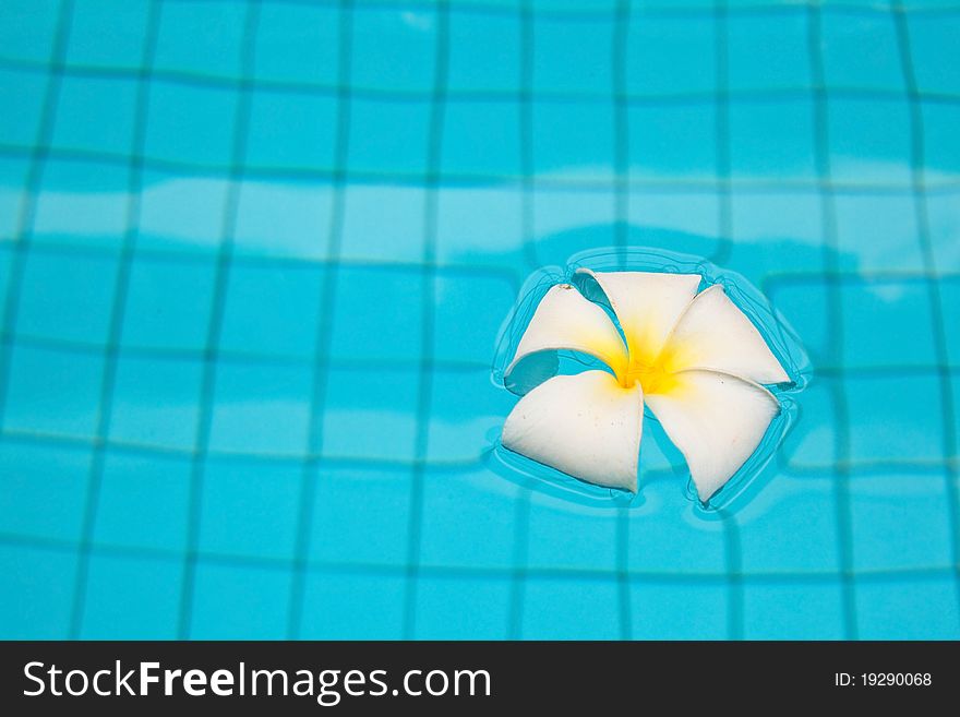 Plumeria flower near pool