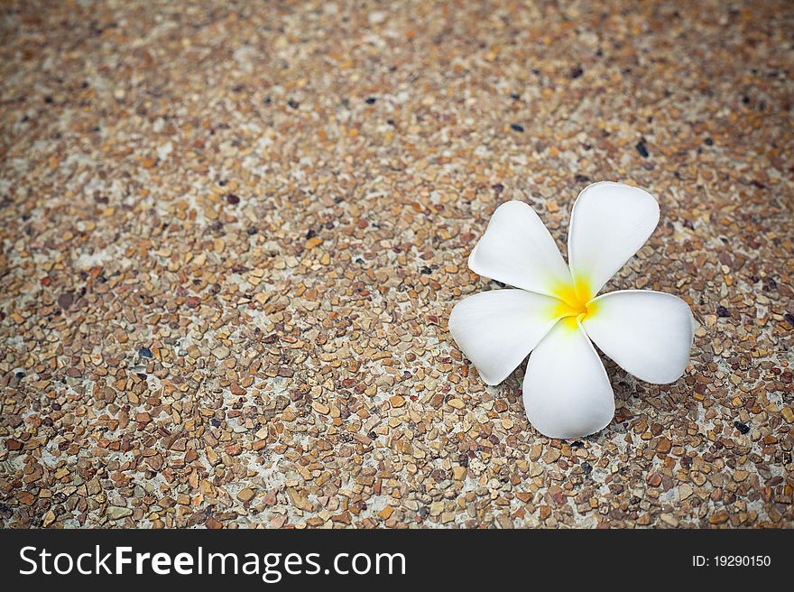A single plumeria alba flower. A single plumeria alba flower