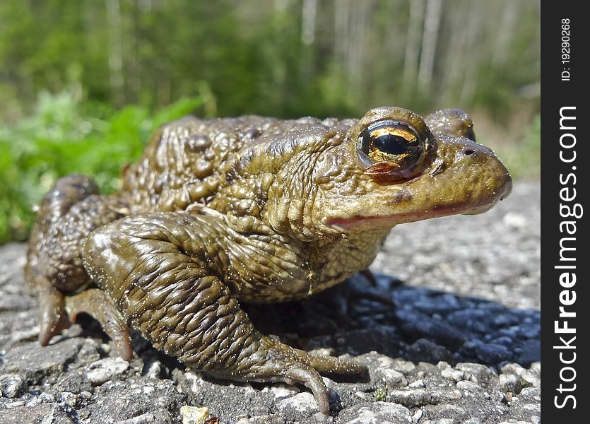 Frog - European Toad