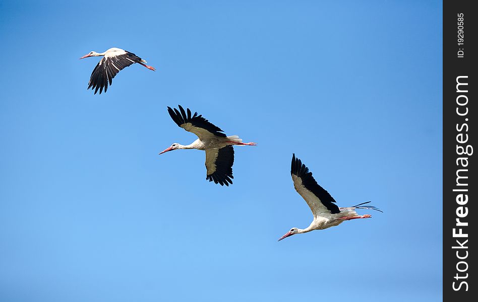 Three stork flying in the blue sky