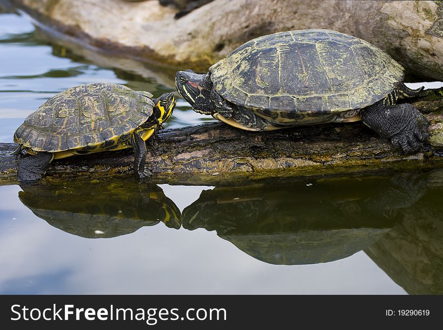 Red Eared Sliders