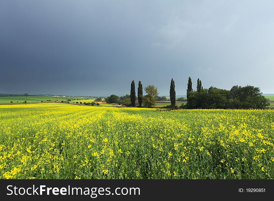 Spring Meadow With Yellow Flowers